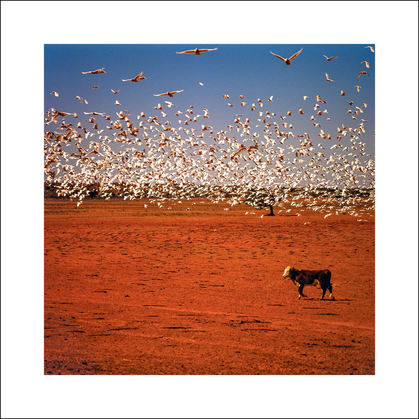 Balls and Bulldust #208