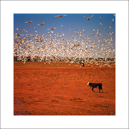 Balls and Bulldust #208