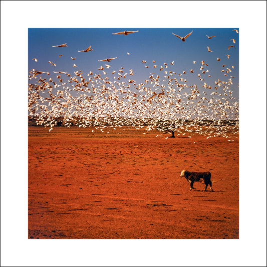 Balls and Bulldust #208