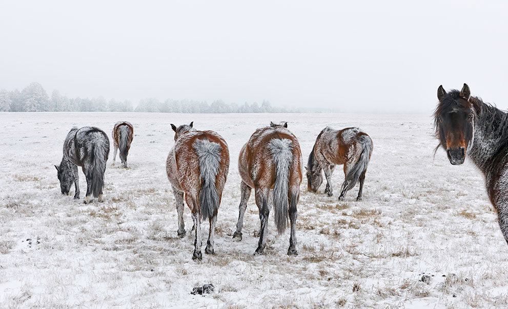 Horse power