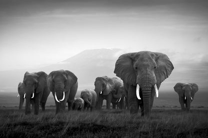 Kilimanjaro