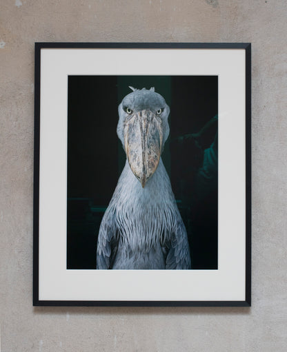 Shoebill