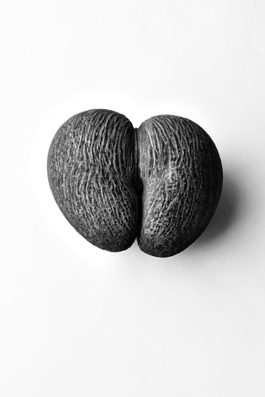 Coco de Mer #1