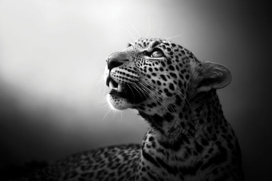 Soul of the Leopard
